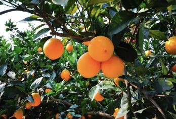 赣南摘脐橙+龙南武当山一日游，每周六/日出发【每年11月，赣南脐橙成熟，金灿灿的挂满枝头，又大又甜爽人心】