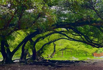 福建宁德杨家溪+三沙镇古镇+东壁村+北岐滩涂一日游可英文服务【可提供英文及小语种导游服务-往返接送-可选导游-可代订门票】
