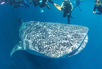 菲律宾宿务奥斯洛布鲸鲨观赏+墨宝沙丁鱼风暴潜水一日游【奥斯洛布鲸鲨观赏+墨宝沙丁鱼风暴+特色双浮潜！】