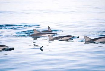 海洋交响曲：海豚与鲸鱼邂逅体验【提供毛里求斯境内任何酒店的接送服务。私人日出出发——保证宁静私密。 符合伦理的海豚游泳——真实、有向导、令人难忘。观鲸（季节性）——令人叹为观止的海洋奇观。 与海洋专家一起在隐秘的珊瑚花园浮潜。】