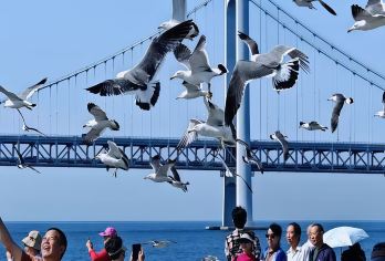2-6人团；私家团；上门接送•大连环海一日游【特色体验，乘船出海，海鸥扑食，开车直达棒棰岛，免去棒棰岛40元往返电瓶车，省时·省力】