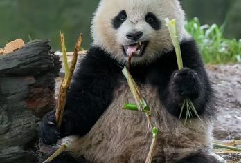 中华大熊猫苑(原熊猫乐园)半日游【蜀小匠不含票2H趣味讲解】【专属萌趣熊猫探秘，私家导览深度讲解熊猫生活习性，观察国宝啃竹、爬树等憨态】