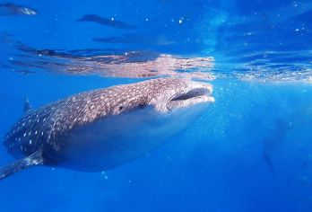 杜马盖地出发：奥斯洛布鲸鲨观赏+墨宝沙丁鱼风暴浮潜一日游【与 Oslob 鲸鲨共游，近距离感受海洋巨兽的魅力。​】