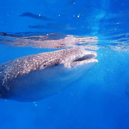 杜马盖地出发：奥斯洛布鲸鲨观赏+墨宝沙丁鱼风暴浮潜一日游