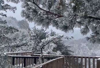 【南阳起止＋跟团免60门票】西峡老界岭一日游【南阳官方直通车】