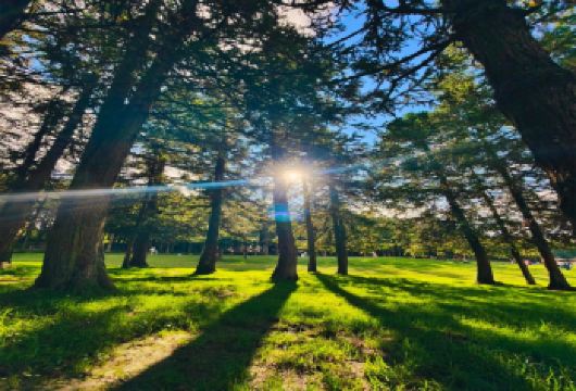 武隆仙女山国家森林公园+天生三桥一日游【全程舒适空调旅游大巴，暖心导游服务，精选精华景点，体验精华，保证景点充足游玩时间】