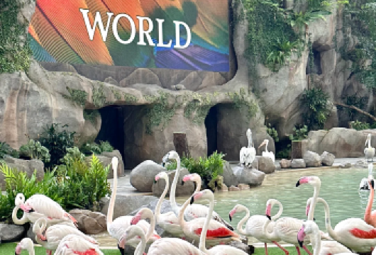 新加坡飞禽王国狂欢配套一日游（含午餐）（2人起订）【飞禽公园大门票 + 企鹅自助午餐】