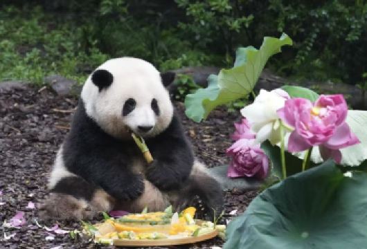 四川成都熊猫繁殖基地+广汉三星堆博物馆一日游【看圆滚滚大熊猫啃竹卖萌，探月亮产房萌宝百态】