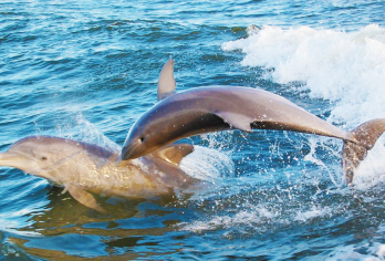 巴厘岛+罗威纳海滩一日游【追海豚阿勇河五星漂流包车一日游】【适合家庭，情侣，朋友单独出游，2人起订】