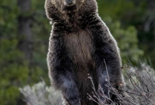 美国-黄石国家公园私享行-盐湖城往返-连续用车（4）日游。【专业行程定制，精选热门景点，高效游玩不走回头路，贴心服务保障，轻松】