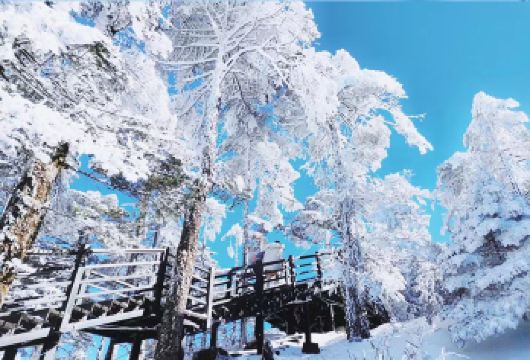 轿子雪山包车一日游：三环内接送+一单一团+纯玩无购物+自由行【[实力保障]昆明一日游集团品质严选线路，拥有自己的车队、司机，全程品质把控，专业一手资源】