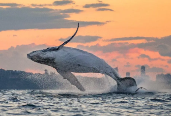 北海涠洲岛寻鲸鱼专线【限时追鲸】赠全岛上门接+游艇出海【出海看布氏鲸的身影 秘探海洋的奥秘 不用早起赶时间，观看鲸鱼时间自由选择】