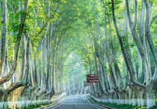 南京总统府+牛首山文化旅游区+中山陵景区+美龄宫+夫子庙一日游【乘景区交通穿越梧桐大道+门票全含+导游讲解】