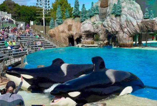 美国圣地亚哥海洋世界-科罗纳多岛…包车一日游【精选老司机】【包车一日游，解锁旅行新方式！独立车辆配备经验丰富的老司机，为您量身打造专属行程。】