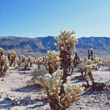 美国凤凰城-约书亚树国家公园-救赎山12h包车【精选老司机】