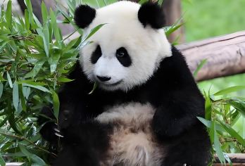 卧龙中华大熊猫神树坪基地+映秀震中遗址一日活动（成都往返包车）【可选英文导游|专车接送|行程可调|可定制行程】