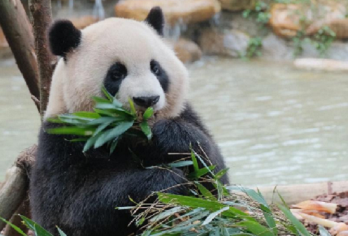 都江堰+熊猫谷 【可选15 人小团+专业导游｜门票全含】【错峰懒游｜熊猫谷错峰游+都江堰不爬坡懒人游】