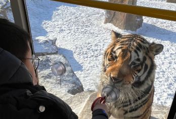 【遛娃神地横道河子】东北虎林园+七里生态园+俄罗斯园包车1日【本产品为[亚布力-横道河子]当日往返。若牡丹江往返，可联系人工客服提前预约安排。】