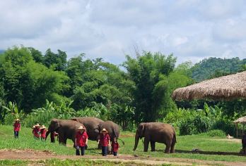 清迈：兰东大象保护区半日游（符合伦理道德）【与大象亲密接触，漫步其自然栖息地，观察它们自由自在地漫游。 亲身参与，帮助大象洗澡 为怀孕、受伤和年老的大象制作营养丰富的维生素】