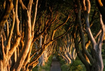 爱尔兰都柏林：巨人之路+邓路斯城堡+黑暗树篱+中文包车一日游【[景点全覆盖]一次出游，尽览巨人堤道、黑暗树篱、邓路斯城堡三大北爱标志性景观。】