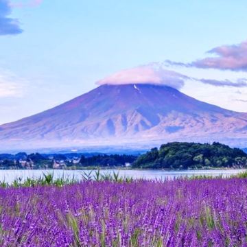 东京富士山一日游，河口湖，天梯小镇，忍野八海