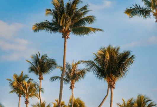 新加坡半日包车游【景点任选｜中文司机｜酒店接送】【专属线上管家服务+当地华人司机，给您专业的服务保障】