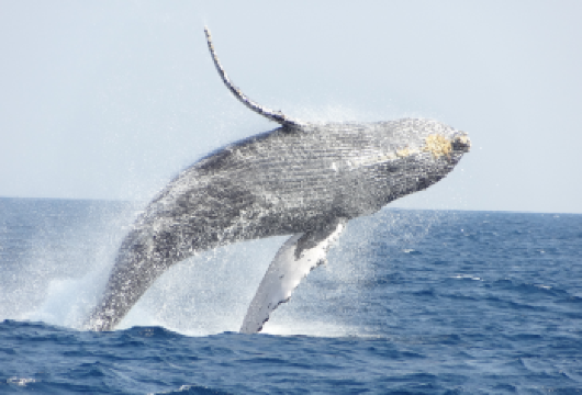 中英文|冲绳出海赏鲸半日游：那霸市区定点接送|与座头鲸相遇【冲绳冬季限定赏鲸活动，中文、英文服务】