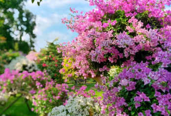 西双版纳花卉园+曼远村+中科植物园一日游【中文包车，定制服务，安心自由】