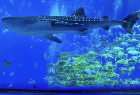 珠海长隆海洋王国+烟花表演一日游【包车上门接送+不含门票】【[私家品质]私家旅行：一单一团，不拼客，专属旅行； 品质服务：5座/7座车上门接送，专职司机护航】