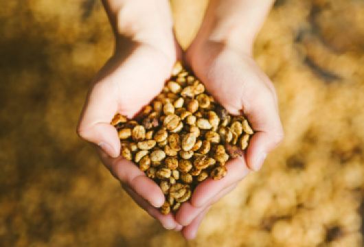 普洱中华普洱茶博览苑+小凹子咖啡庄园一日游【市区上门接送】【[精致小团]小团出游，不奔波不赶路，睡醒出发】