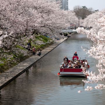 富山松川，朝日舟川「春季四重奏」赏樱一日游｜金泽出发
