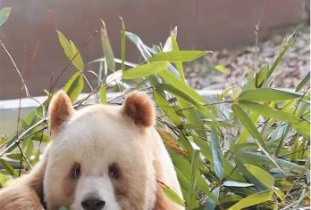 西安秦岭四宝科学公园+财神庙赵公明文化景区包车一日游【定制包车游/出发时间自由/VIP服务/周边亲子游】