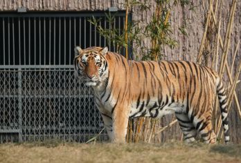 哈尔滨-松花江＋中央大街＋东北虎林园一日游【[精华景区]中央大街、索菲亚教堂广场、松花江铁路桥、东北虎林园、中华巴洛克等】