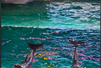 极地馆+东北虎林园+索菲亚教堂一日游【私家小团●一单一团】【私密出行尽享轻奢体验，非传统意义司机兼向导-多为友善的当地人，用对待朋友的方式带你玩遍冰雪之都】