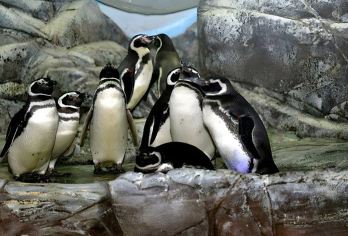 上海海洋水族馆+上海动物园一日游 打卡可爱老虎红糖【专车接送/行程可定制】