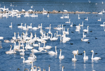 11.22/23/29 三门峡天鹅湖，带你开启冬日浪漫之旅【推荐景色：赴一场天鹅之约，品一回潼关美味 —— 秋冬户外限定活动邀您同行】