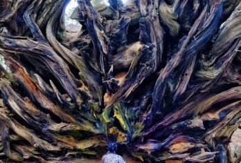 美国旧金山往返优胜美地+美洲杉-包车-精选【专属客服和本地中文司机，一家一团包车】