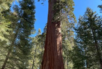 美国旧金山-优胜美地+美洲杉/帝王峡谷-可包车-精选【专属客服和本地中文司机，一家一团包车】