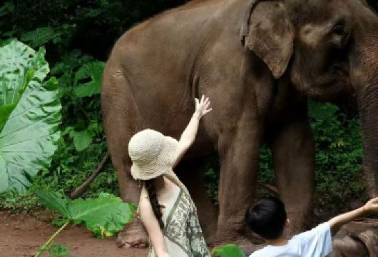 西双版纳原始森林公园 + 野象谷1对1包车服务·无忧纯玩专线【时间自由掌控：行程节奏您说了算，在每个景点都能深度体验，尤其适合携带老人小孩的家庭，享受轻松不赶路。】