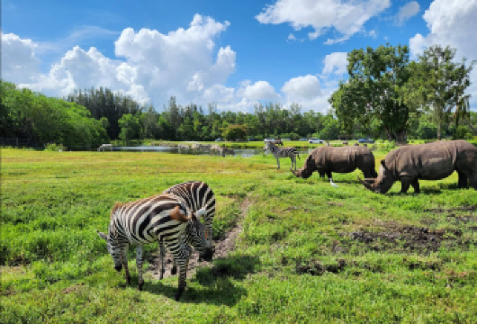 美国 迈阿密-罗德岱堡徒步一日游（可定制周边游）酒店接送【专属客服和本地中文司机，一家一团包车】