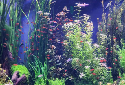 美国亚特兰大植物园-奥林匹克公园【中文专车-悦享旅程】【中文专车出行，景点灵活调整，打卡经典，游玩自己定义，无需等待，专属贴心服务，尽享惬意旅程】