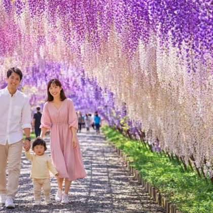 北九洲河内藤园限定紫藤花之旅丨赤间神宫・小仓城・门司港一日游