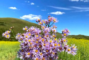 呼和浩特+红石崖国家生态公园+敕勒川草原一日游【好评司导服务，24H管家保障全程，出行无忧，亲子家庭优选。】