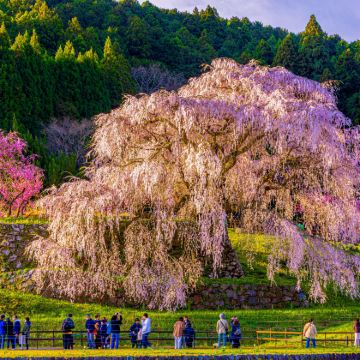 大阪出发:奈良7大精选赏樱景点一日游(壶阪寺,高田千本樱等)