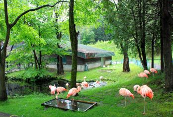 日本札幌往返美瑛青池富良野/可小樽登别北海道多日包车-精选【包车一日游，解锁旅行新方式！独立车辆配备经验丰富的老司机，为您量身打造专属行程。】