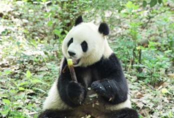 【2-8人纯玩私家团】熊猫基地+乐山大佛一日游+往返专车接送【[专业服务团队]专注四川历史景点+真纯玩+无购物+0套路+0推销】