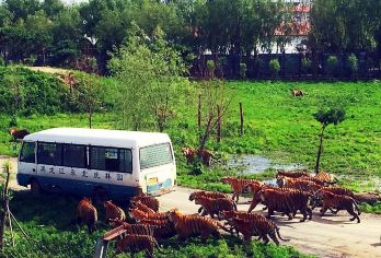 冰雪大世界梦幻冰雪馆 虎园 太阳岛 中央大街 索菲亚教堂  【一单一团 保证独立用车】