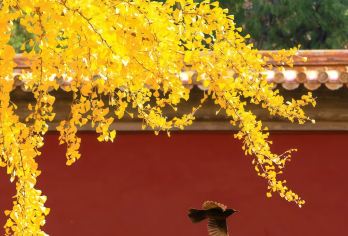 北京故宫博物院一日游【VIP私人定制小包】【1：精品小团，私家耳麦防蹭听，一路畅听无阻碍】