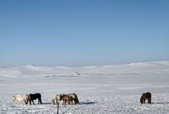 草原+一塔两寺+莫尔格勒河+古城+广场一日游【打卡广袤草原、神圣一塔两寺、邂逅莫日格勒河，漫步古城，领略呼伦贝尔的文化底蕴！】