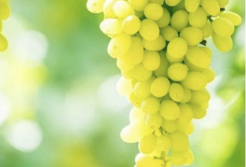 吐鲁番葡萄沟+坎儿井+交河故城+火焰山景区【吐鲁番全景一日游【动车往返，更舒适，单程比汽车缩短2小时；】